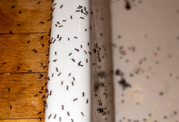Best Commercial Pest Control Services  in Holcom, KS